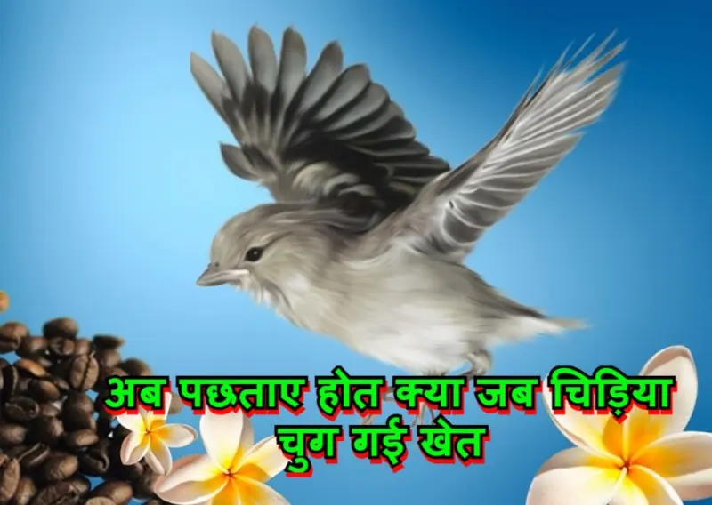अब पछताए होत क्या जब चिड़िया चुग गई खेत मुहावरे का चित्र
