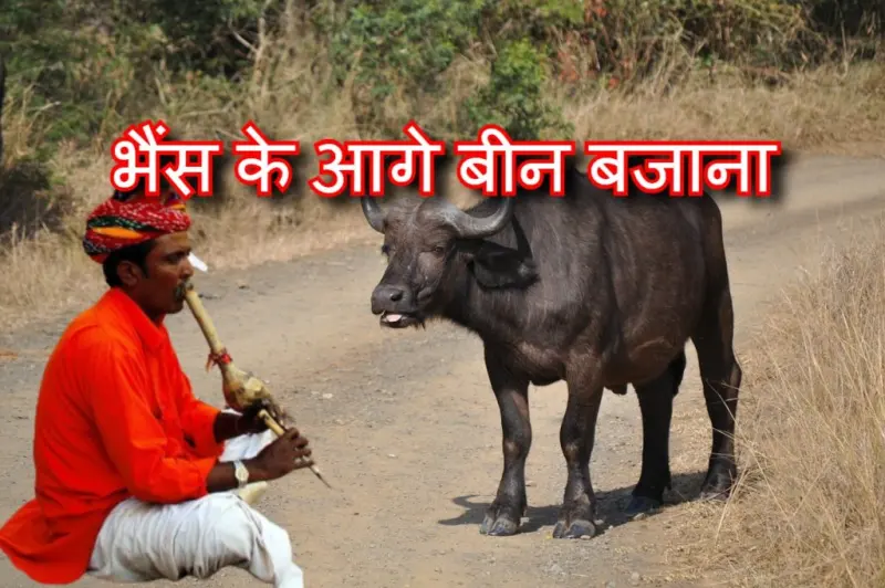 भैंस के आगे बीन बजाना मुहावरे का चित्र