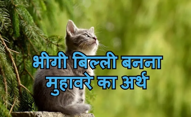 भीगी बिल्ली बनना मुहावरे का चित्र