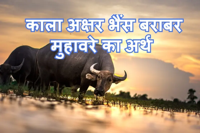 काला अक्षर भैंस बराबर मुहावरे का चित्र