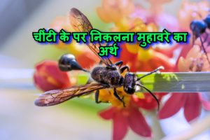 Read more about the article चींटी के पर निकलना का अर्थ और वाक्य मे प्रयोग
