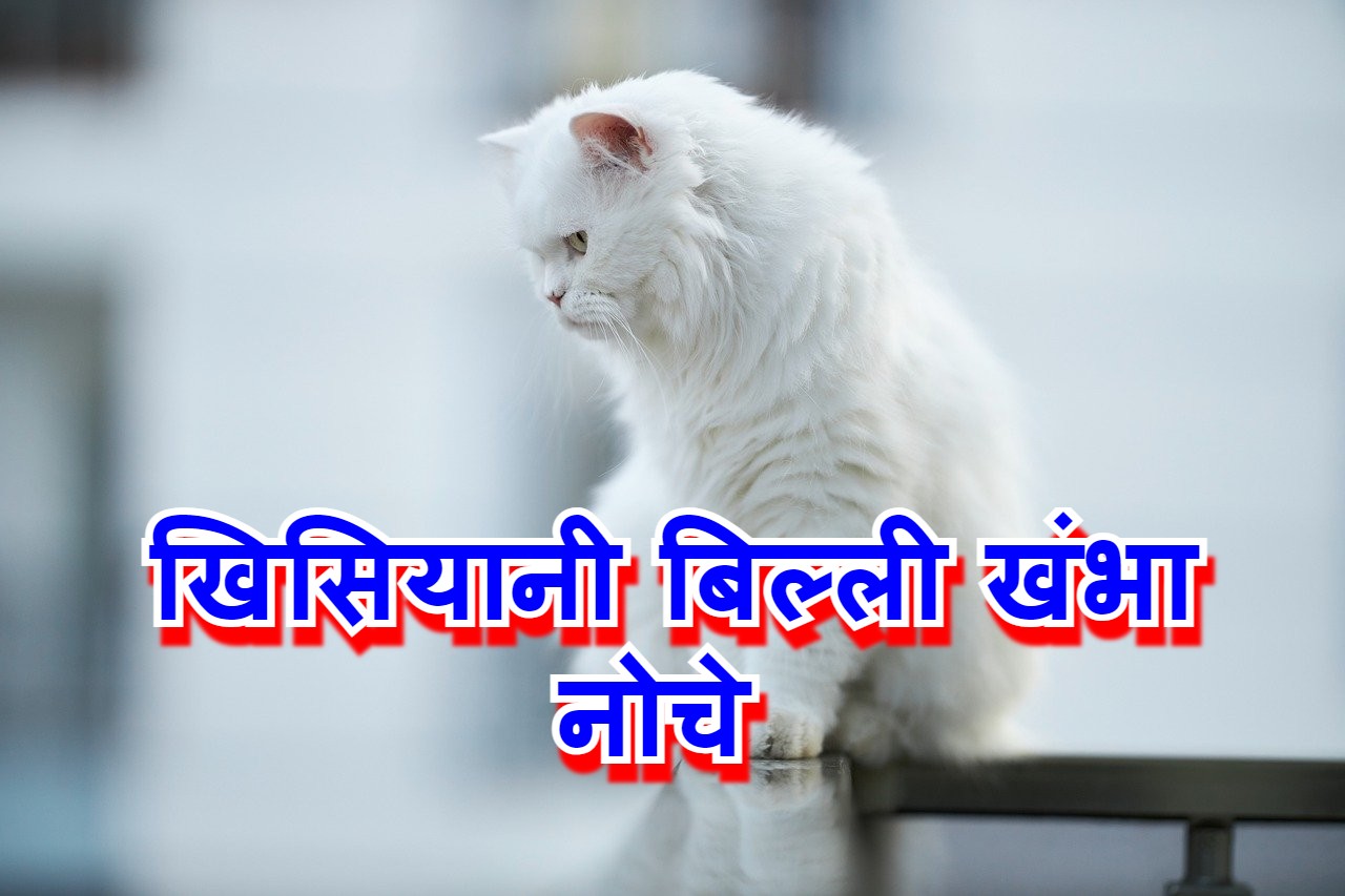 खिसियानी बिल्ली खंभा नोचे का मतलब और वाक्य मे प्रयोग व निबंध - hindi  muhavare