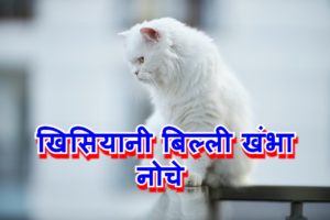 Read more about the article खिसियानी बिल्ली खंभा नोचे का मतलब और वाक्य मे प्रयोग व निबंध